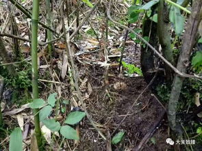 正確吃天麻的5種做法